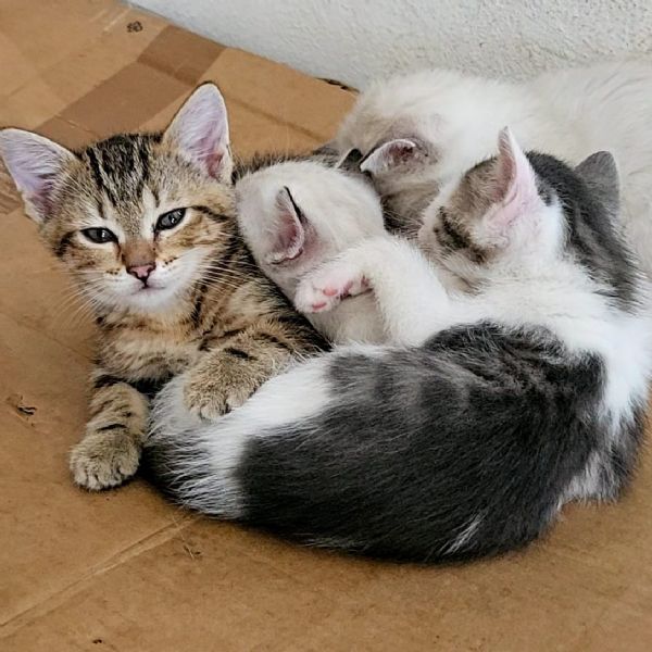 Gattini di 2 mesi regalo | Foto 4