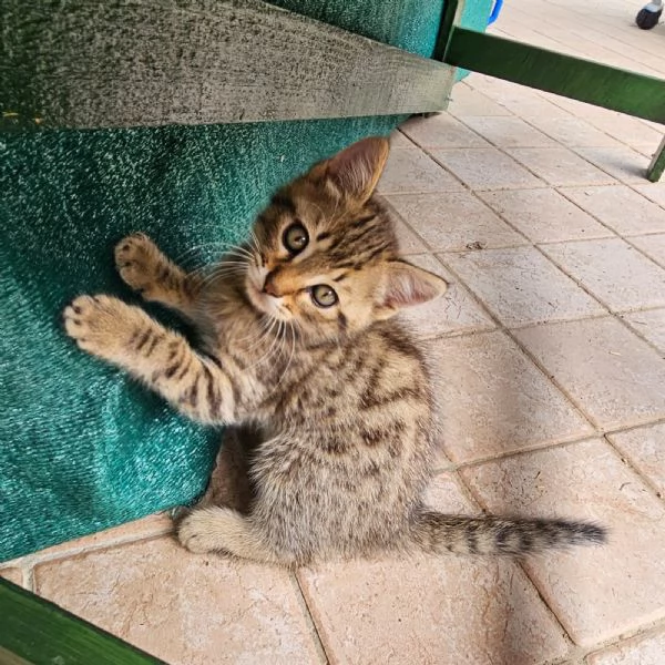 Gattini di 2 mesi regalo | Foto 3