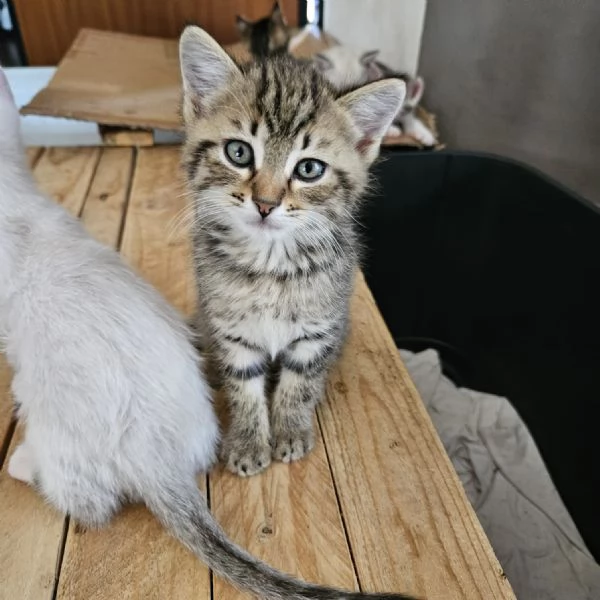 Gattini di 2 mesi regalo | Foto 2