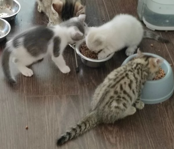 Gattini di 2 mesi regalo | Foto 0