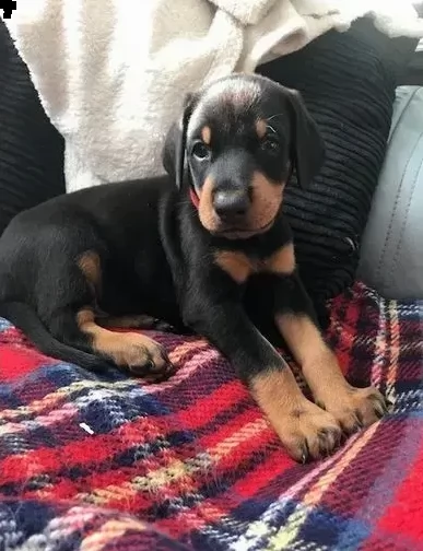 dobermann cuccioli di 3 mesi