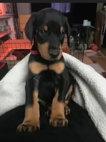 dobermann cuccioli di 3 mesi | Foto 1