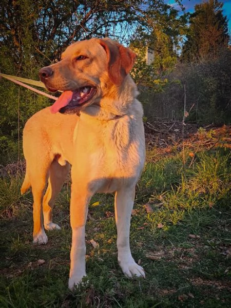 Jared meraviglioso cucciolone mix labrador  | Foto 2