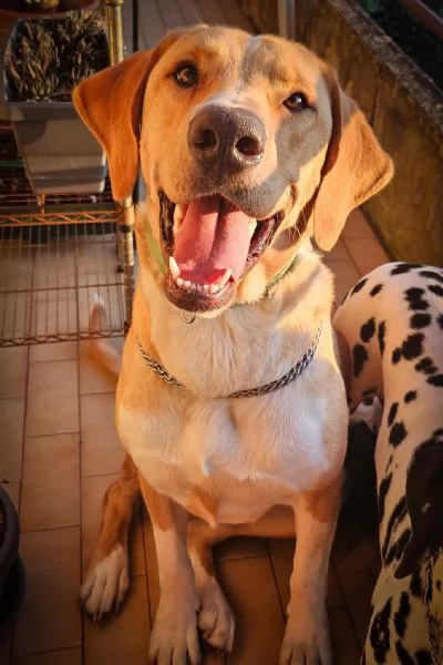 Jared meraviglioso cucciolone mix labrador  | Foto 0