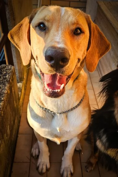 Jared meraviglioso cucciolone mix labrador 