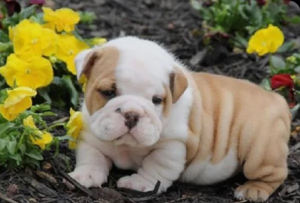 regalo bulldog inglese cuccioli disponibili