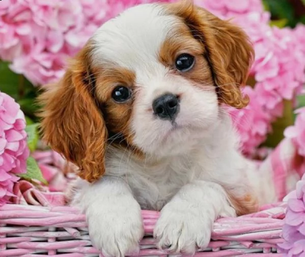  cuccioli di cavalier king femminucce e maschietti per ladozione gratuita