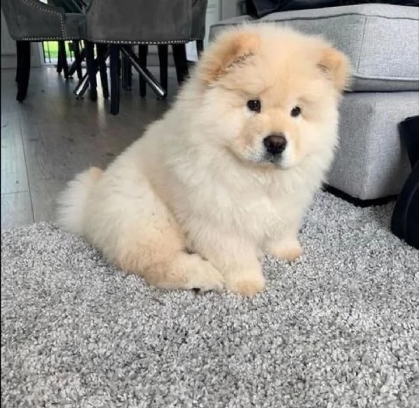  adorabili cuccioli di chow chow femminucce e maschietti disponibili 