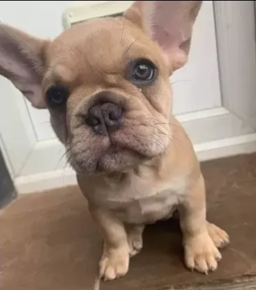 cucciolo di bulldog francese