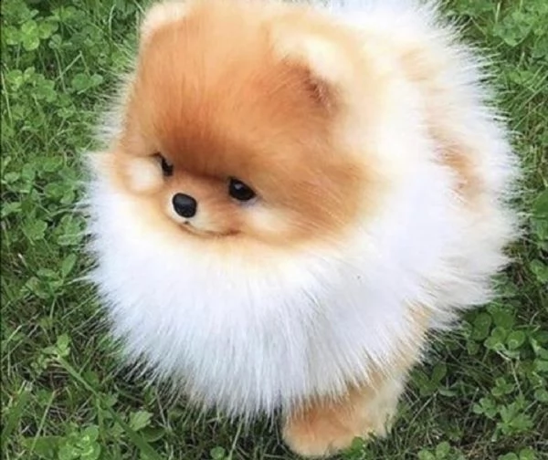  regalo cuccioli di volpino di pomerania