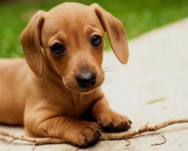  regalo adorabili cuccioli bassotto femminucce e maschietti