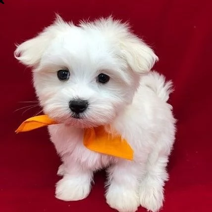 regalo maltese