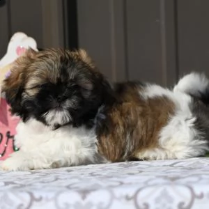     regalo shihtzu  toy | Foto 0