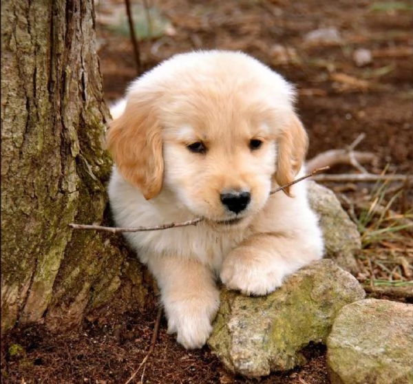  regalo cuccioli di golden retriver