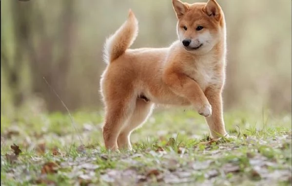  regalo cuccioli shiba inu