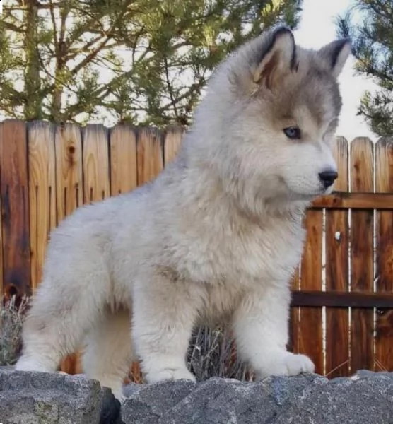 regalo cuccioli siberian husky maschio e femmina