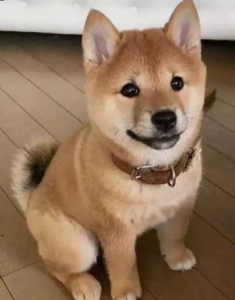  regalo cuccioli shiba inu