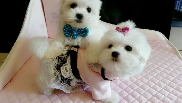 maltese toy