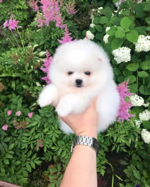  volpino pomerania mini toy 