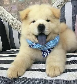 vendita disponibili e pronti  cuccioli di chow chow