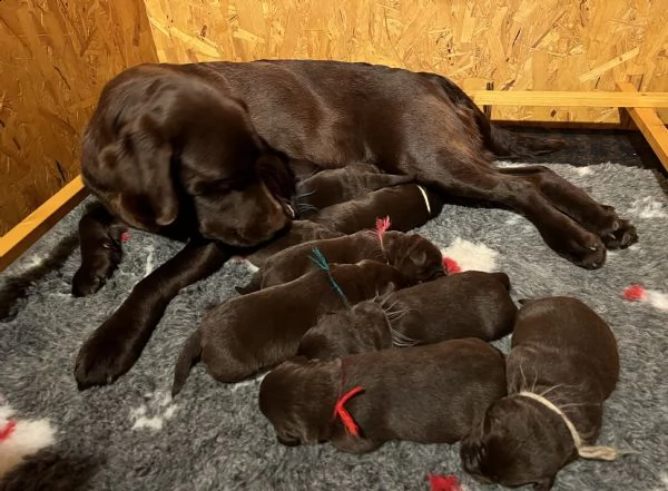 cuccioli labrador cioccolato con pedigree | Foto 2