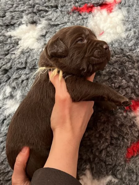 cuccioli labrador cioccolato con pedigree | Foto 1
