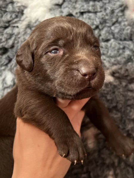 cuccioli labrador cioccolato con pedigree | Foto 0