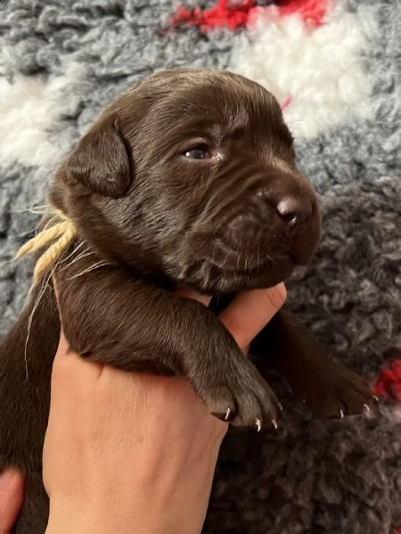 cuccioli labrador cioccolato con pedigree