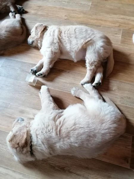 cuccioli di golden retriever pronti per nuove case  | Foto 4