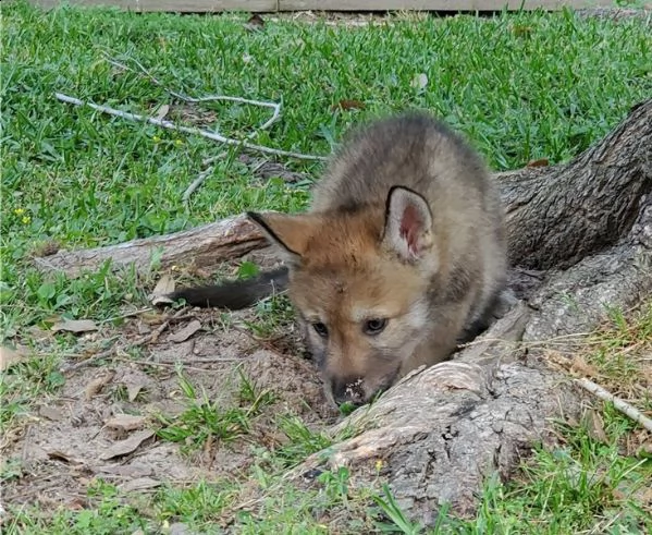 cane lupo cecoslovacco cuccioli | Foto 0