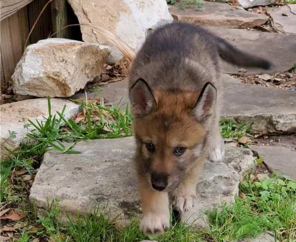 cane lupo cecoslovacco cuccioli
