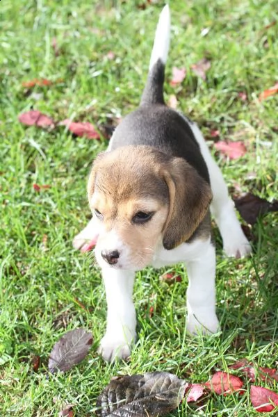 disponibile cucciola di beagle | Foto 3
