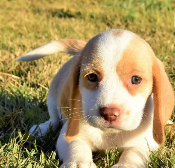 beagle cuccioli sia maschi che femmine