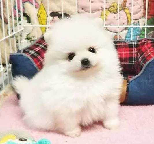 bellissimi cuccioli di pomeranain  | Foto 0