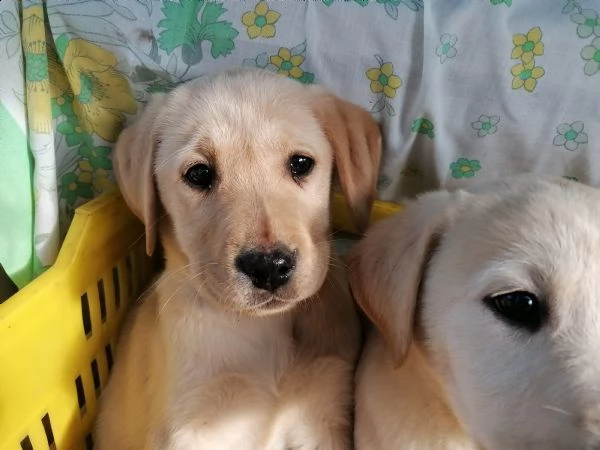 labrador retriever con pedigree 