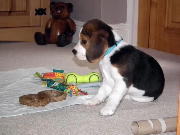 splendidi cuccioli di beagle con pedigree  | Foto 0
