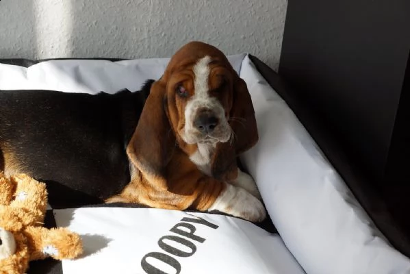 meravigliosa cucciolata di bassethound | Foto 1