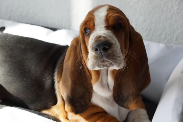 meravigliosa cucciolata di bassethound | Foto 0