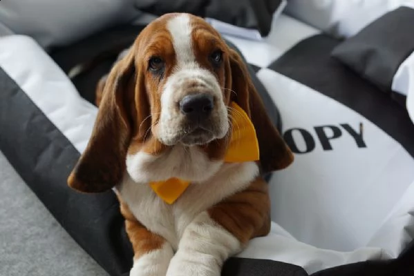 meravigliosa cucciolata di bassethound