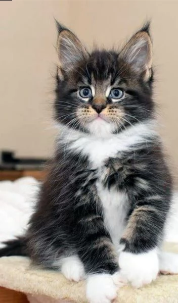 adorabili e sani gattini maine coon di razza pura per ladozione gentilmente contattami con il tuo