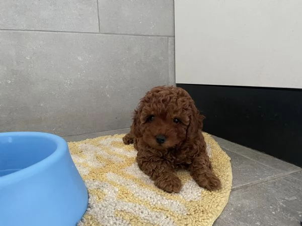 Cucciole di barboncini toy red pedigree ENCI | Foto 1