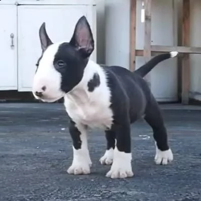  adorabili e sani cuccioli bull terrier di razza pura per ladozione gentilmente contattami con il