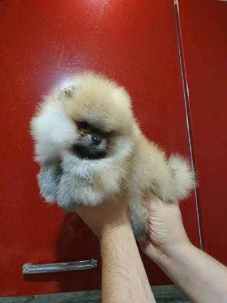 cuccioli di spitz pomerania