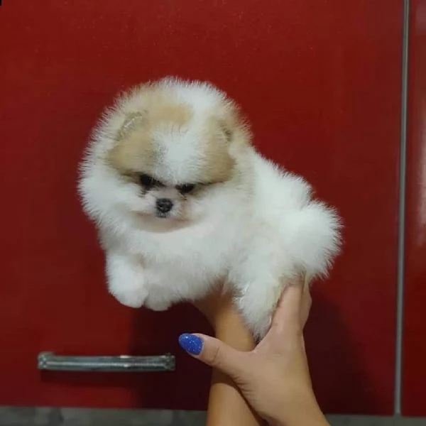 cuccioli di spitz pomerania | Foto 0