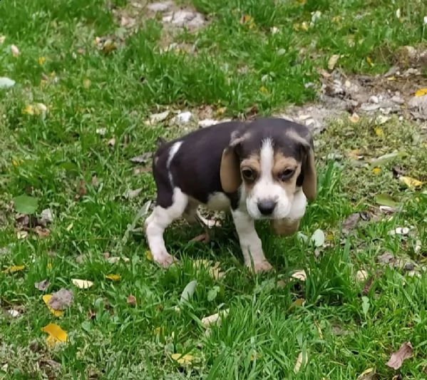 beagle tricolore razza pura