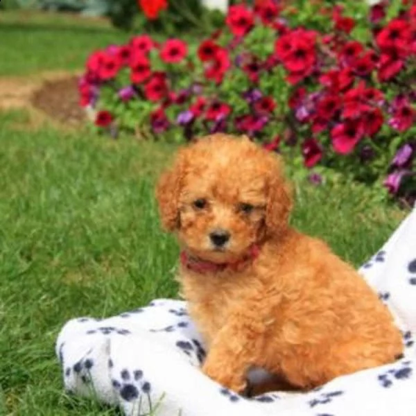 vendita cucciolo barboncini red nani