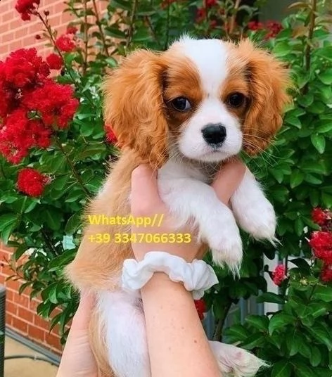 cucciolate di cavalier king charles spaniel