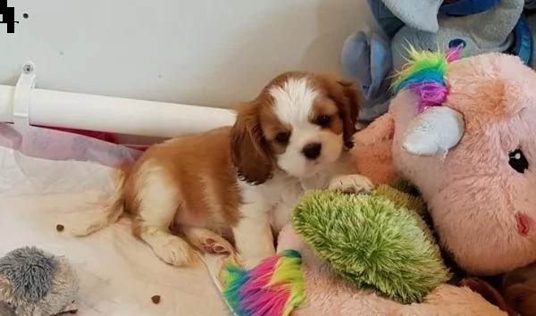 cucciolate di cavalier king charles spaniel | Foto 1