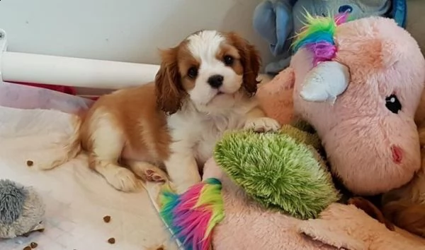 cucciolate di cavalier king charles spaniel | Foto 0