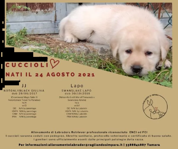 allevamento professionale